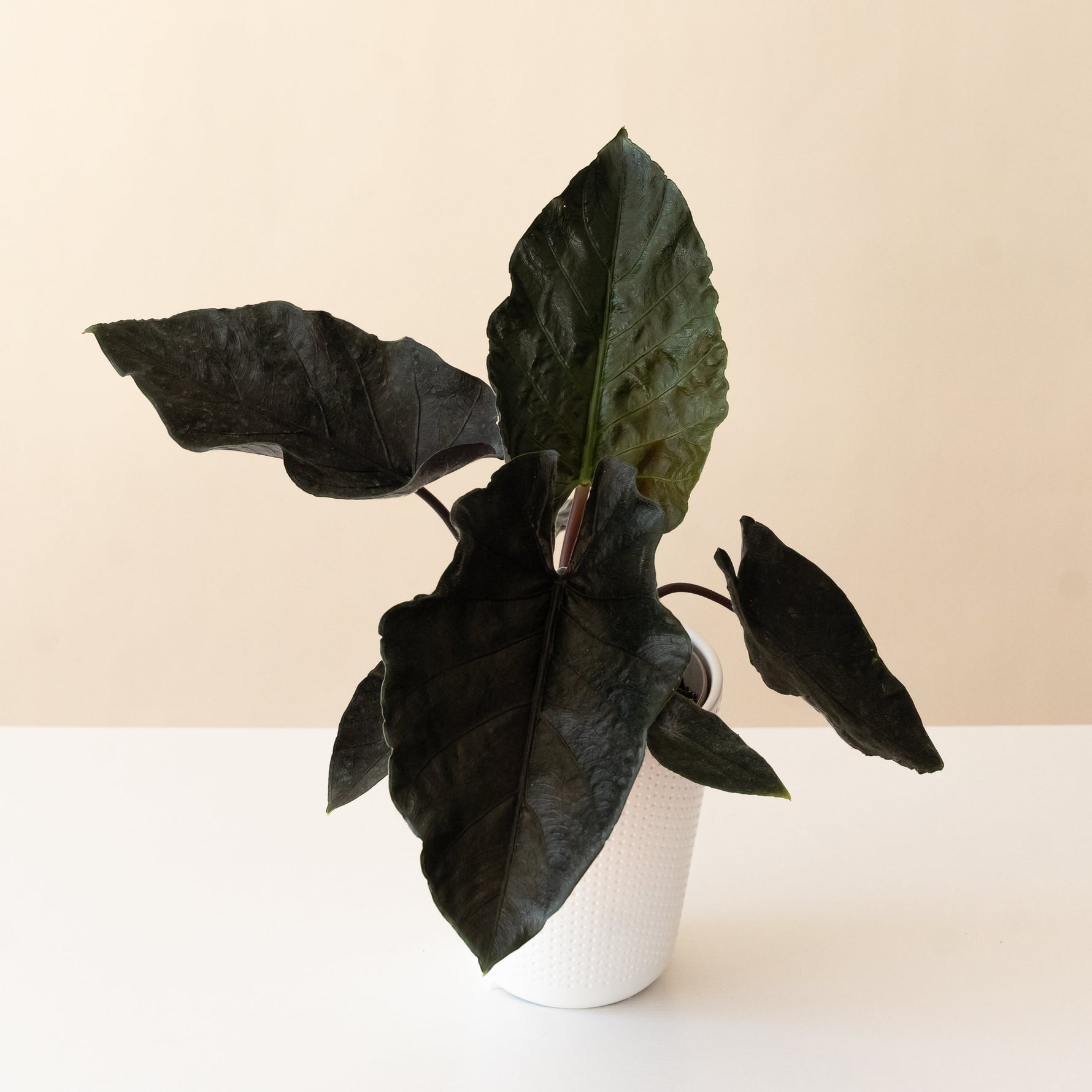 New Vogue Feeling Moody plant in a decorative pot with lush green leaves.