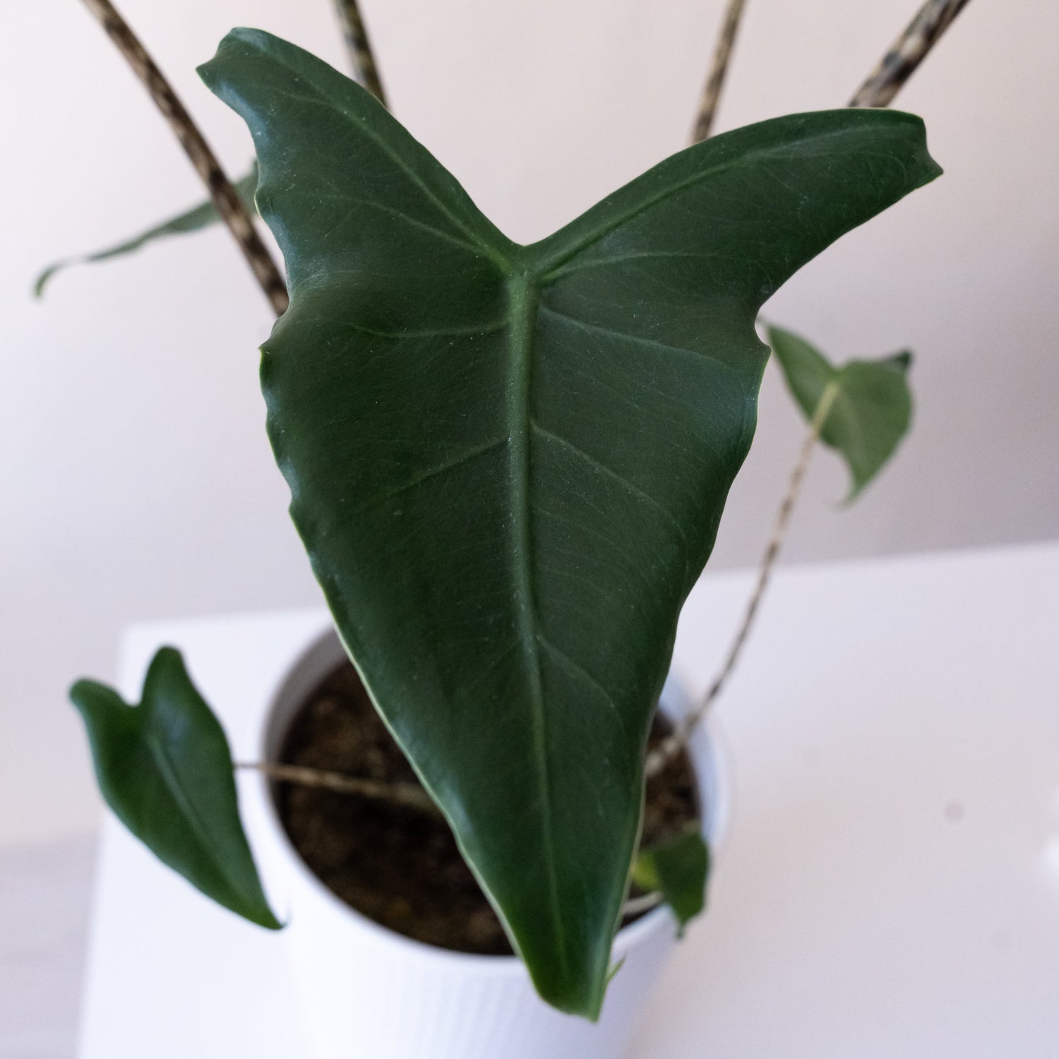 Mythic® Jungle Music™