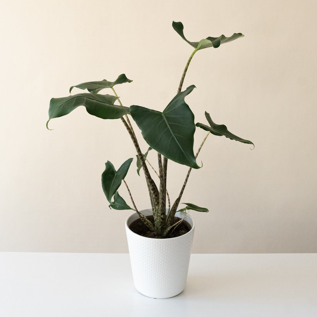 Mythic® Jungle Music™