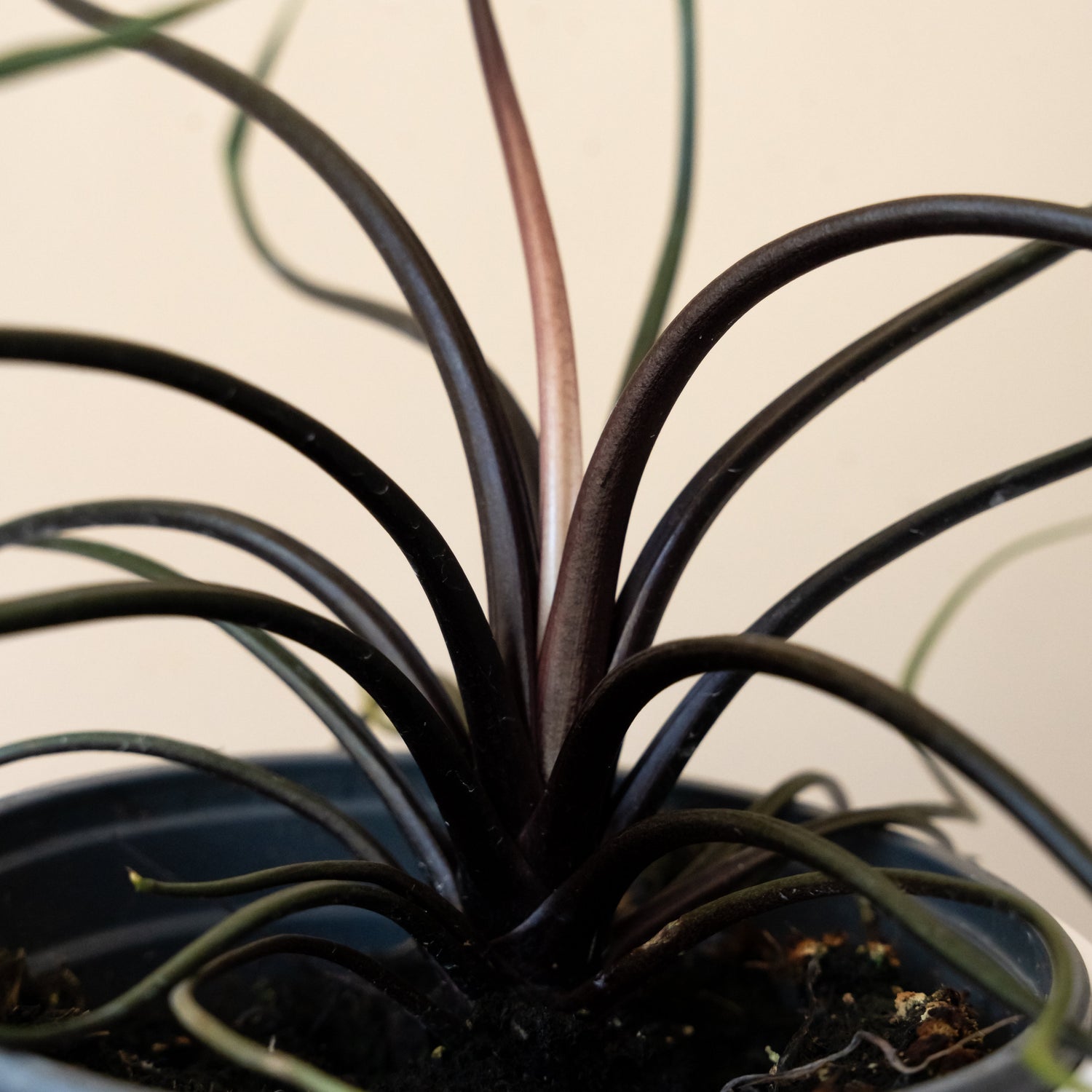 Mythic® Tentacular™