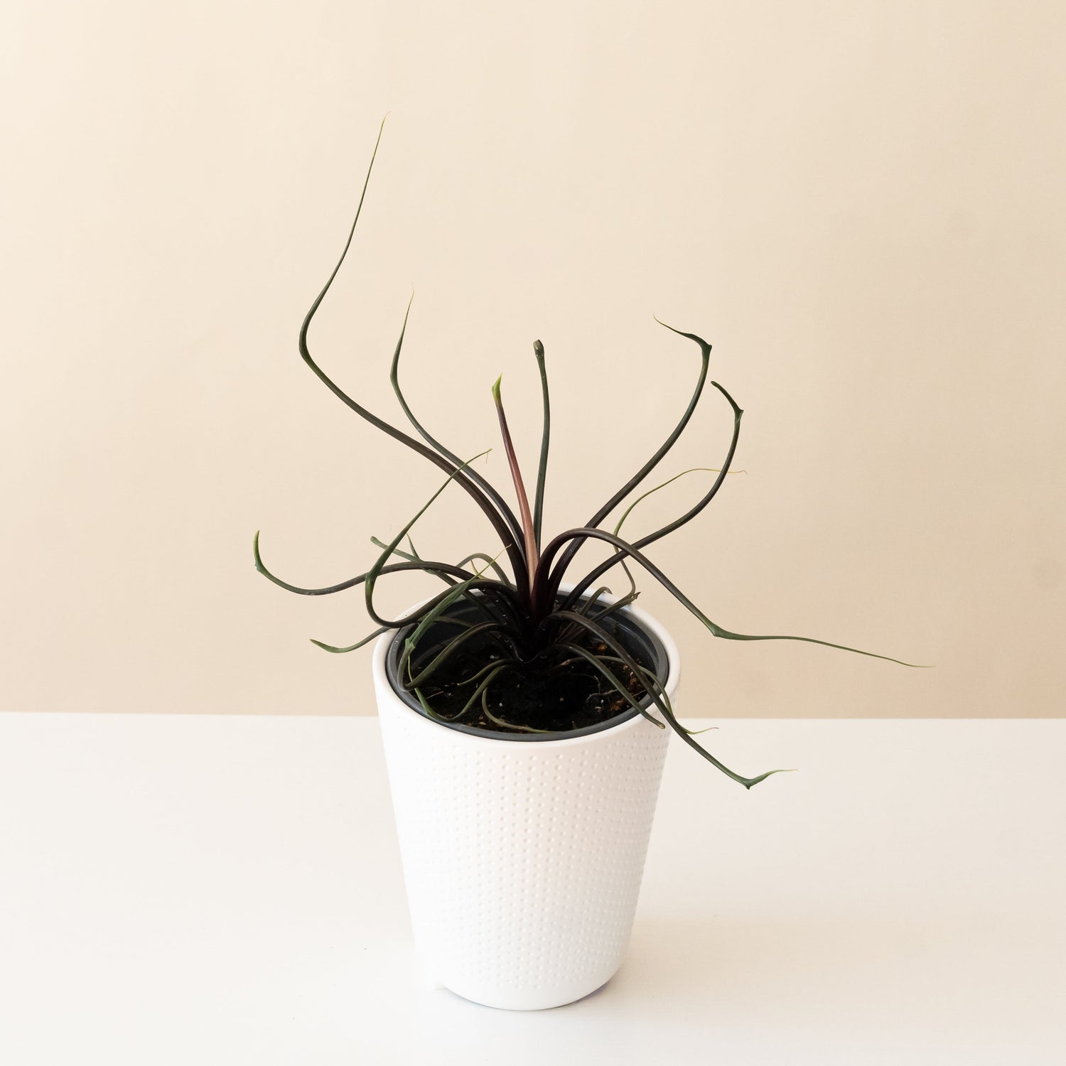 Mythic® Tentacular™