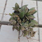 Endless Cascades® Nabawensis, 9cm