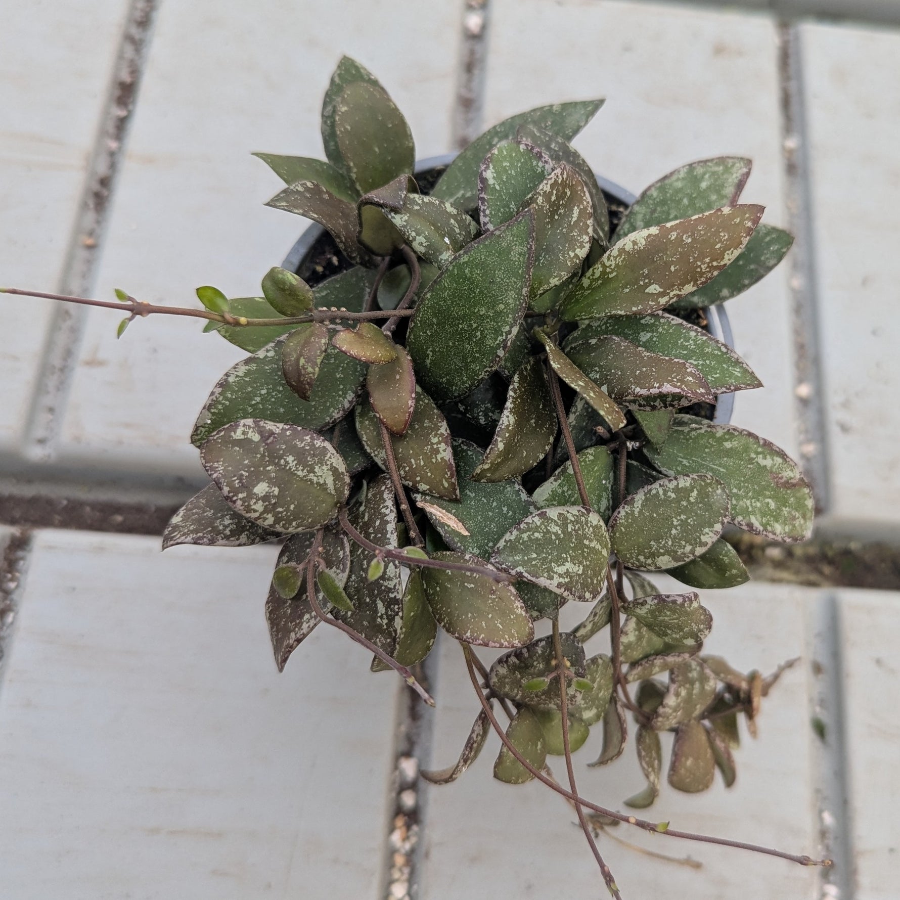 Endless Cascades® Nabawensis, 9cm