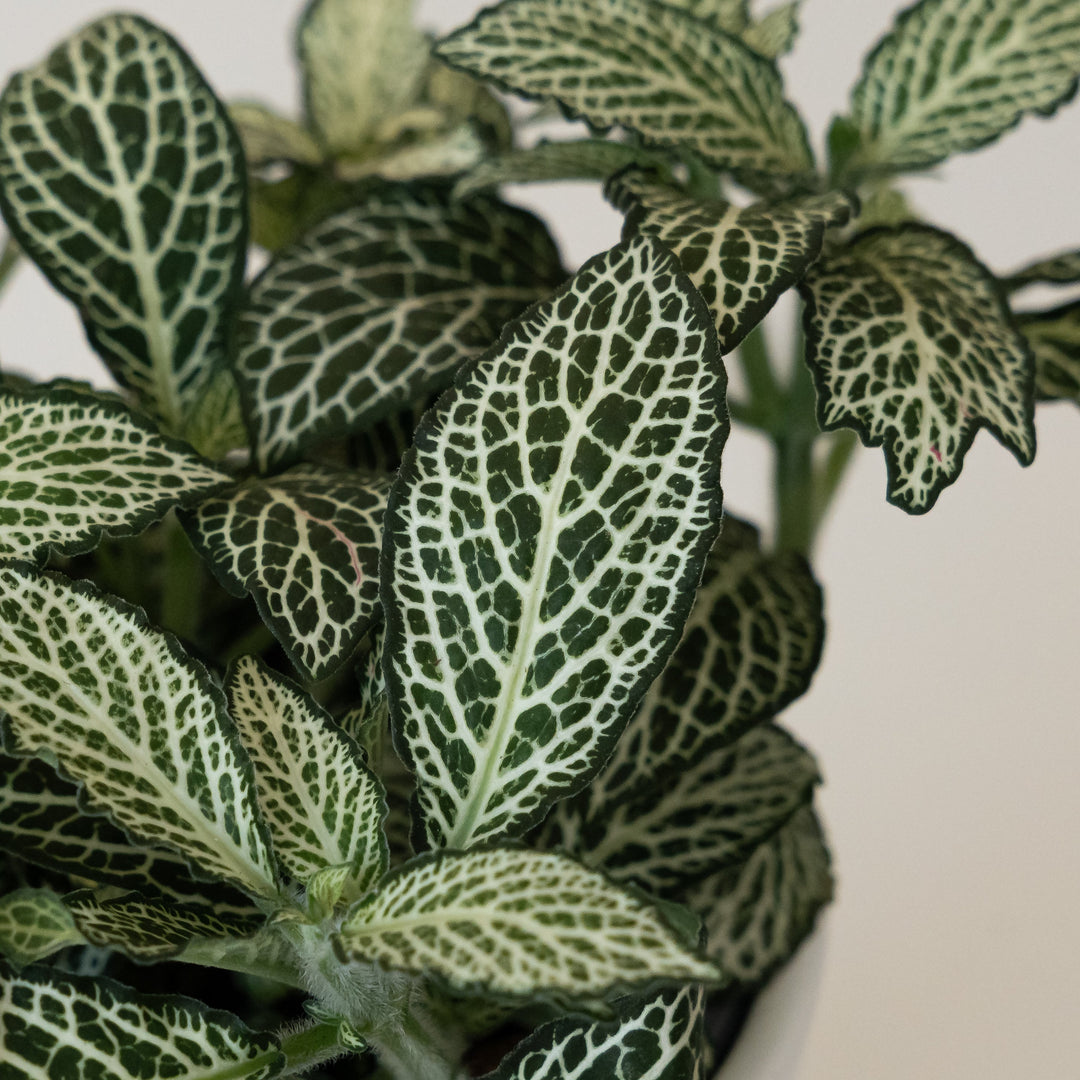 Network News World Views plant by leafjoy, featuring vibrant green foliage in a decorative pot.