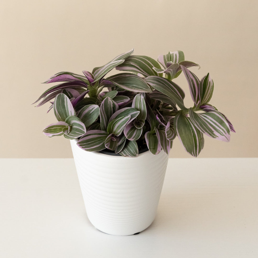New Vogue Feeling Flirty plant by Leafjoy with vibrant green leaves