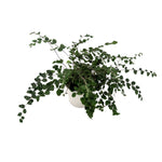 leafjoy Pellaea Living Lace Verdant Sequin 9cm in a white ceramic, angled view