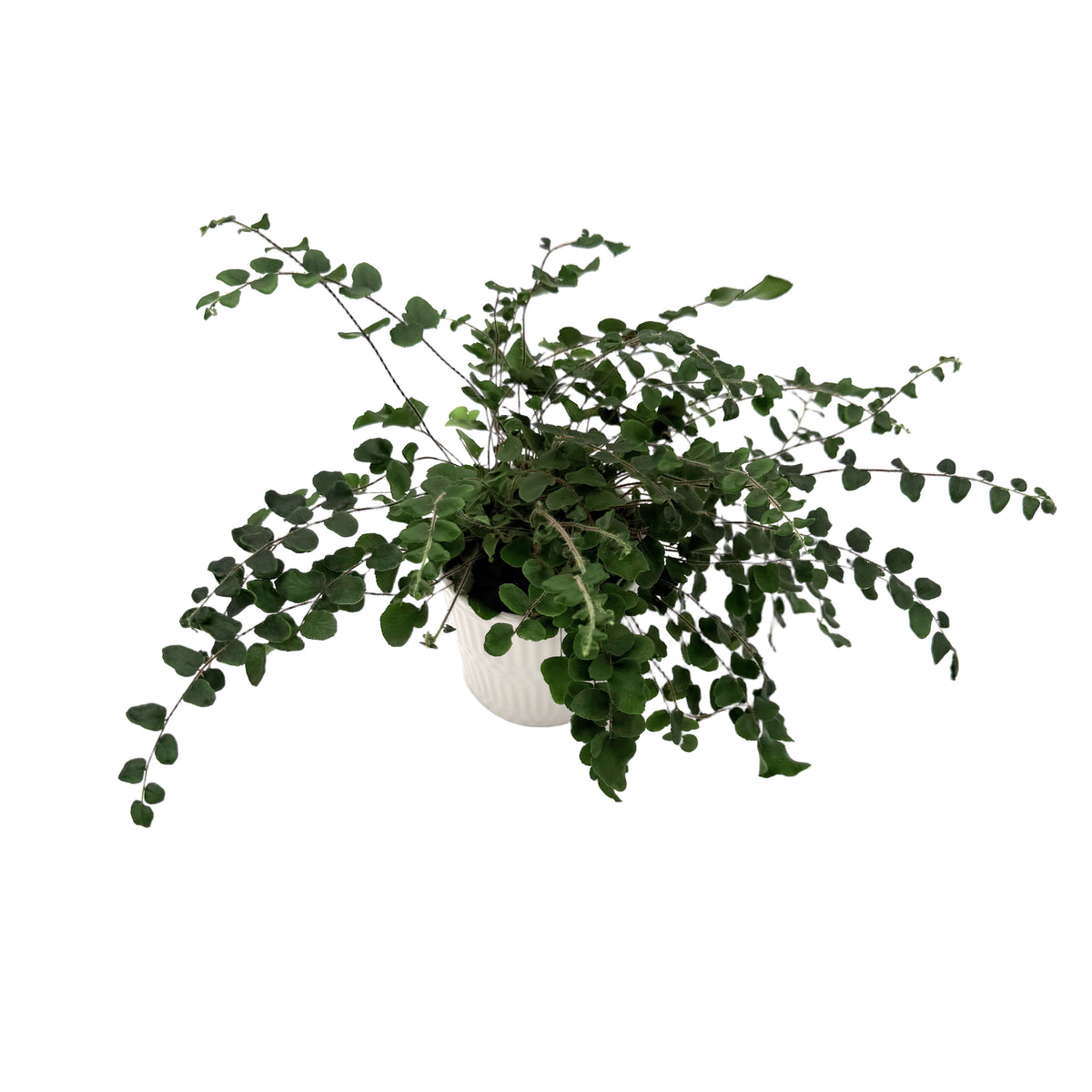 leafjoy Pellaea Living Lace Verdant Sequin 9cm in a white ceramic, angled view