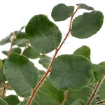 leafjoy Pellaea Living Lace Verdant Sequin 9cm in a white ceramic, close-up of the foliage