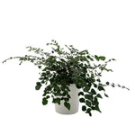 leafjoy Pellaea Living Lace Verdant Sequin 9cm in a white ceramic, side view