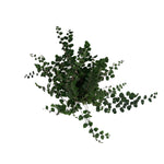 leafjoy Pellaea Living Lace Verdant Sequin 9cm in a white ceramic, top view