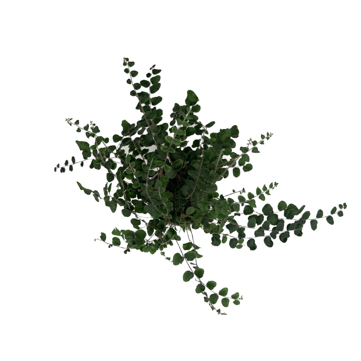 leafjoy Pellaea Living Lace Verdant Sequin 9cm in a white ceramic, top view