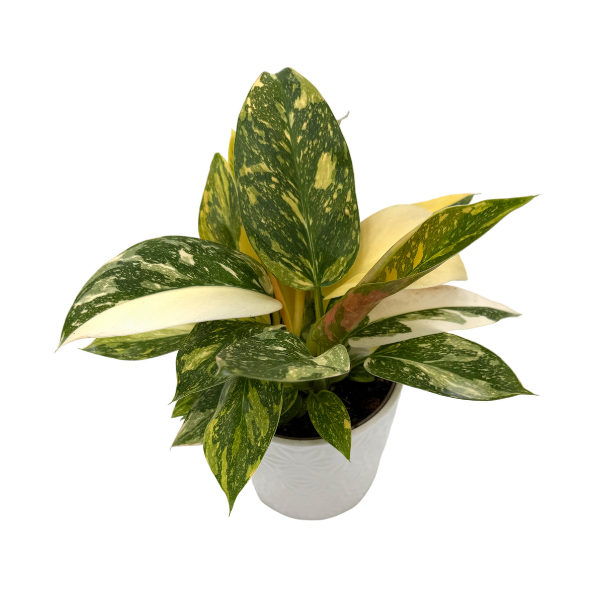 leafjoy Philodendron Green Congo Variegata 12cm in a white ceramic, angled view