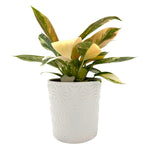 leafjoy Philodendron Green Congo Variegata 12cm in a white ceramic, side view