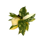 leafjoy Philodendron Green Congo Variegata 12cm in a white ceramic, top view