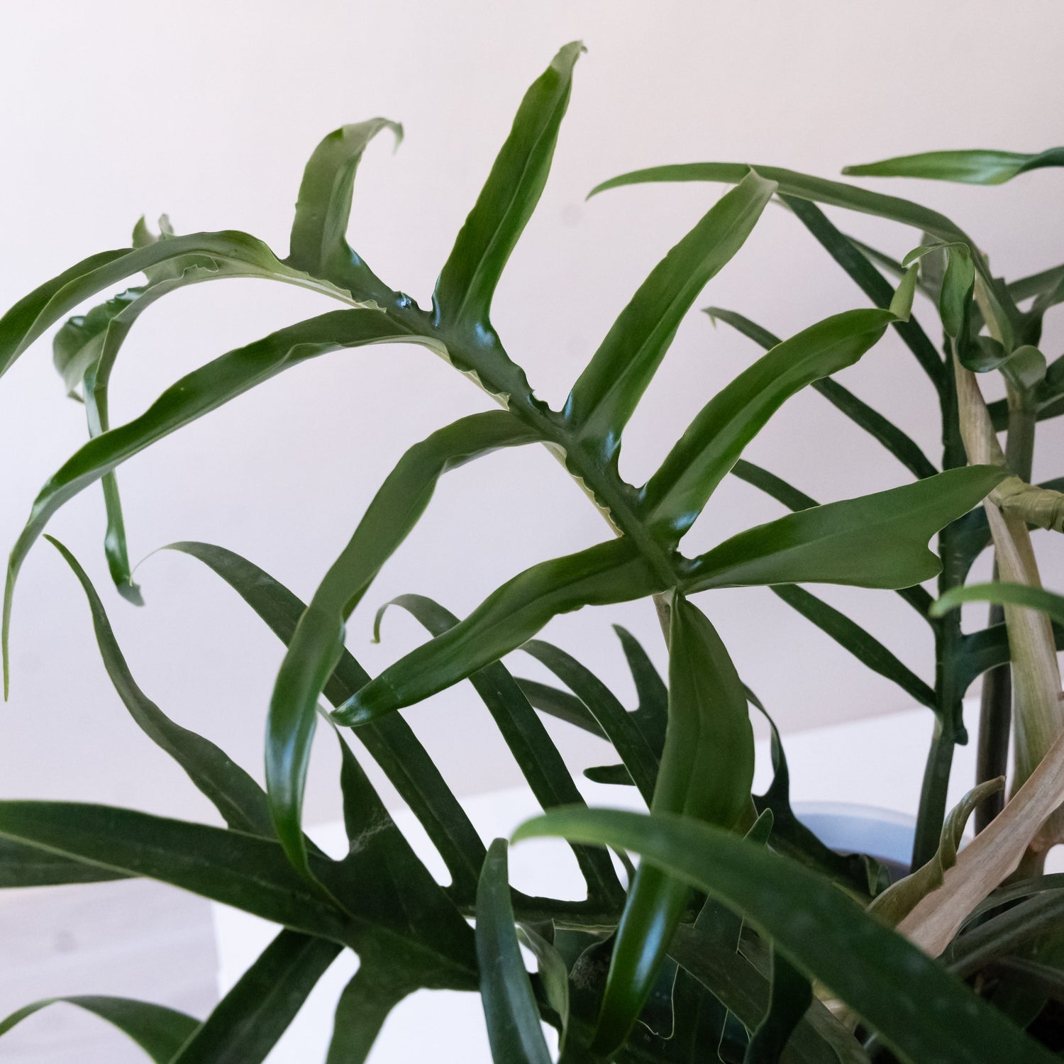 Prismacolor™ Twisted Sister™