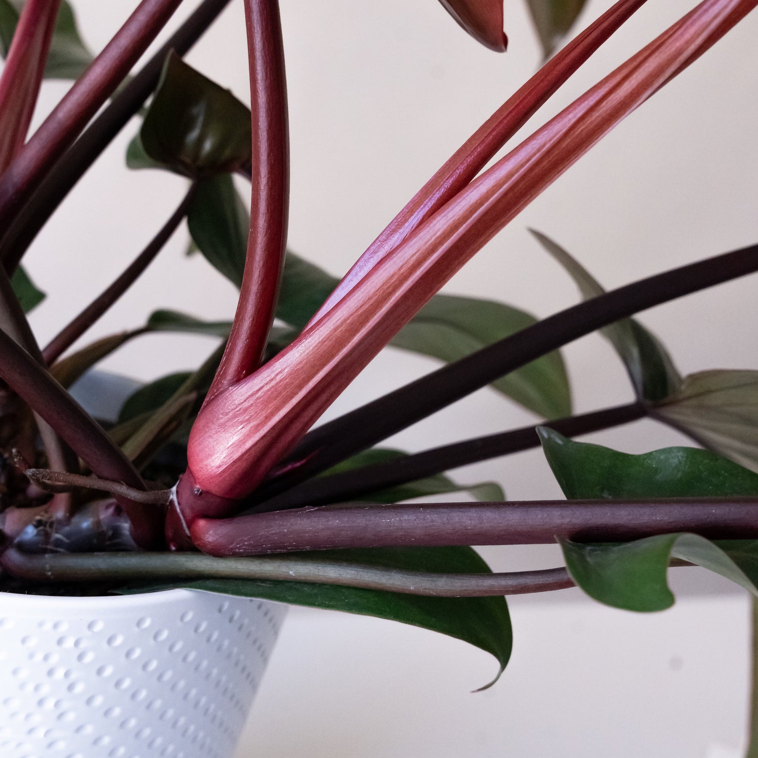 Prismacolor™ Bronze