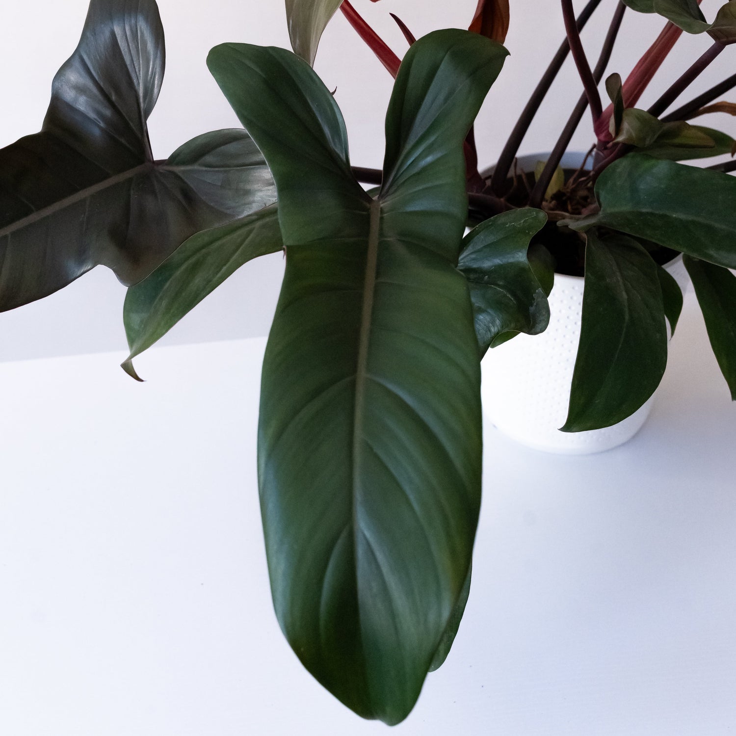 Prismacolor™ Bronze