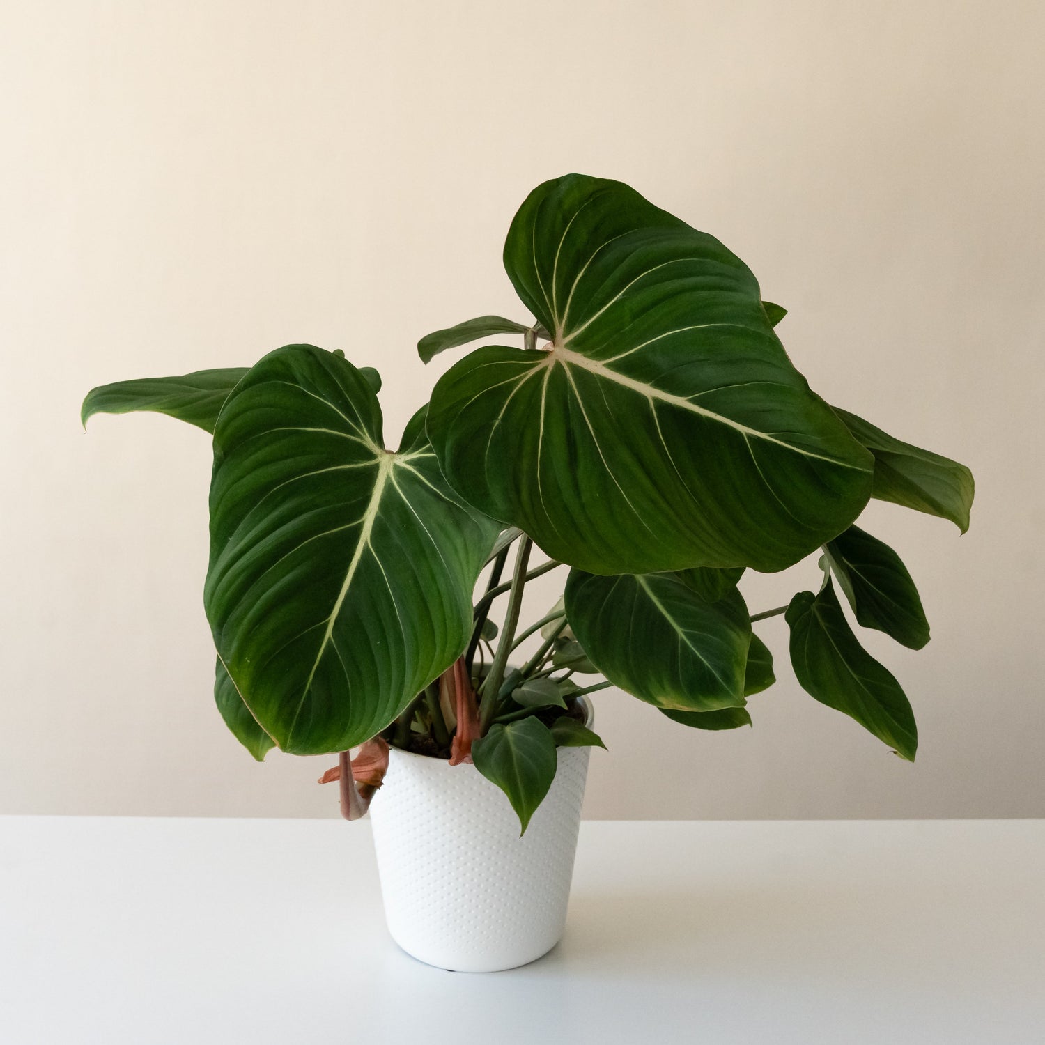 Prismacolor™ Gloriosum