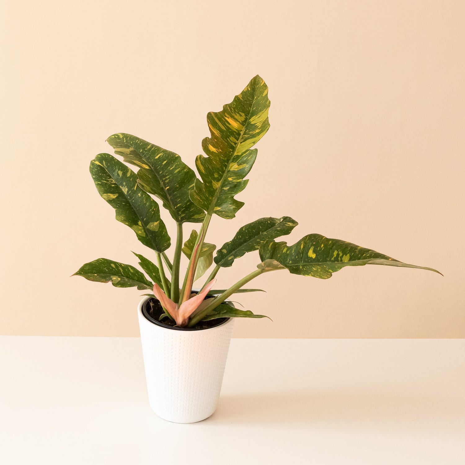 Golden Girl™ plant by leafjoy® with vibrant green leaves and light yellow accents