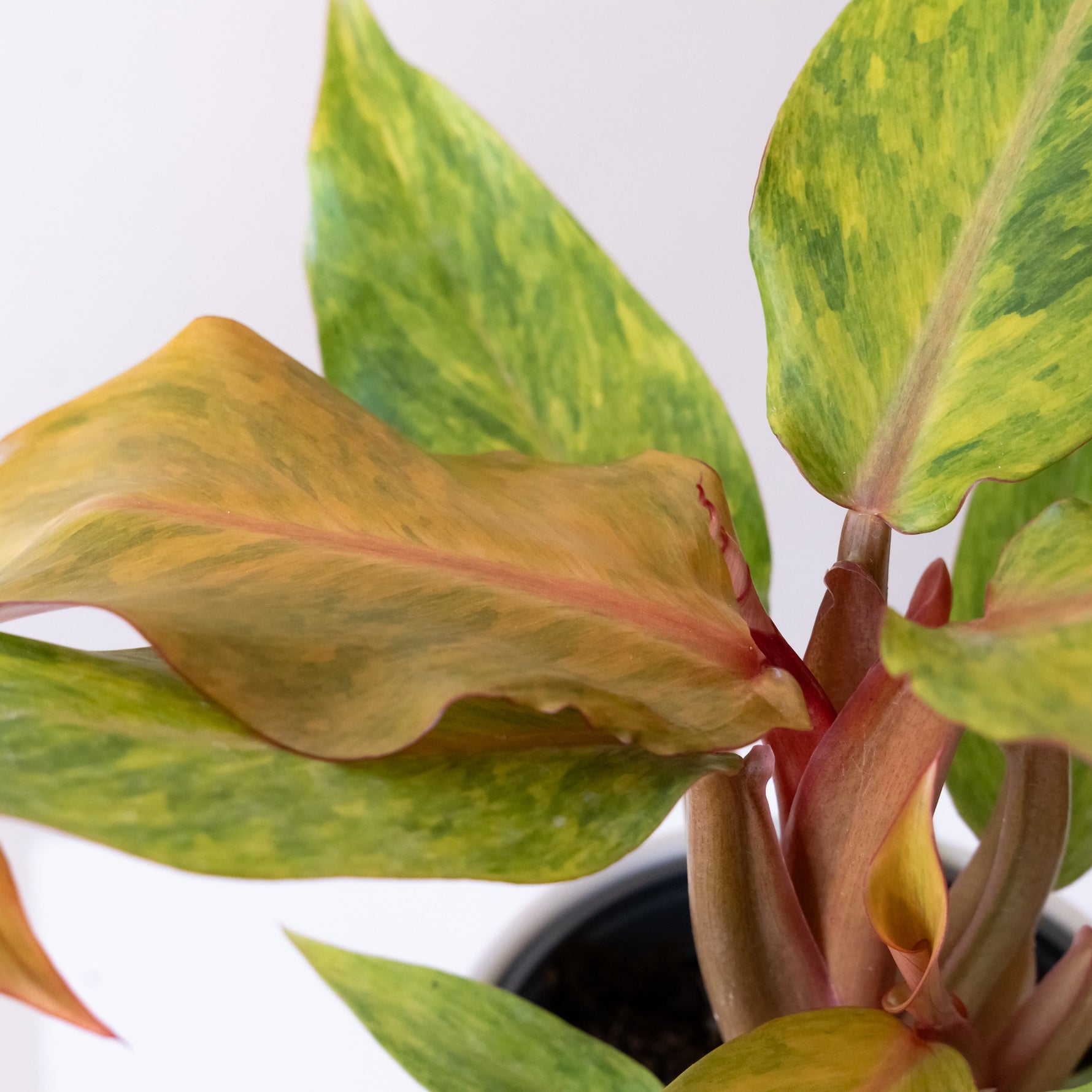 philodendron prismacolor Prismacolor™ Orange you Gorgeous™