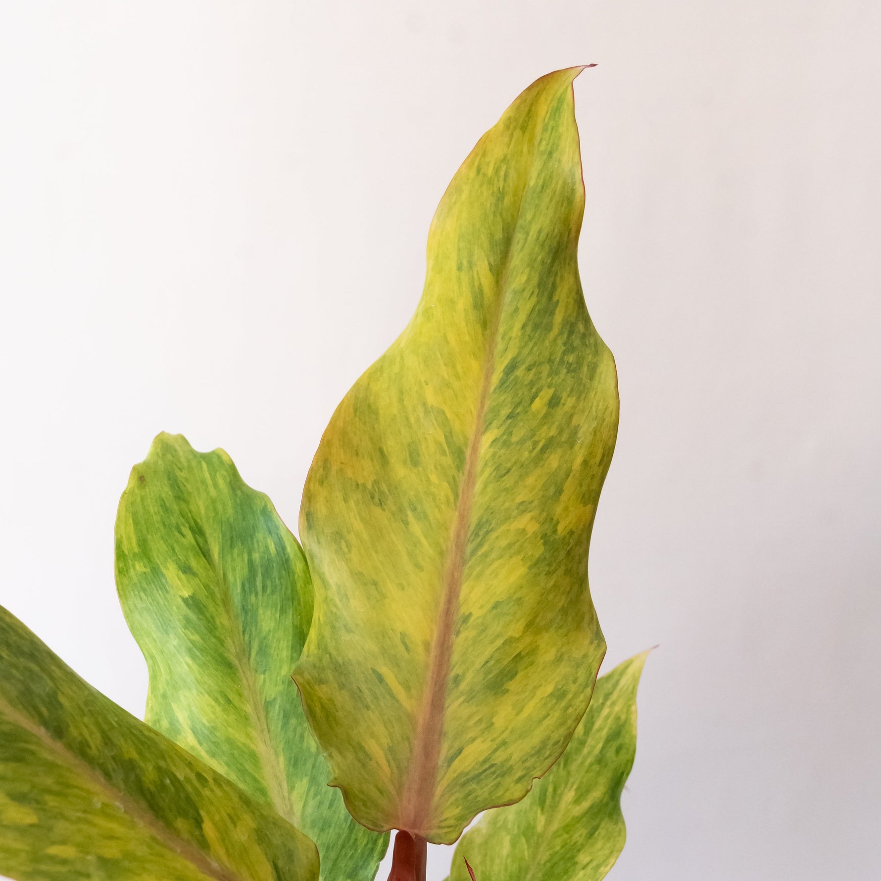 vibrant leafjoy® fiddle leaf fig plant in a stylish planter