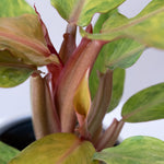 healthy leafjoy® fiddle leaf fig plant in decorative pot
