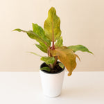 vibrant Prismacolor™ Orange you Gorgeous™ plant with lush green leaves