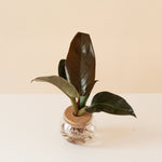 Prismacolor Regal Rouge plant in vibrant red foliage, showcasing leafjoy brand