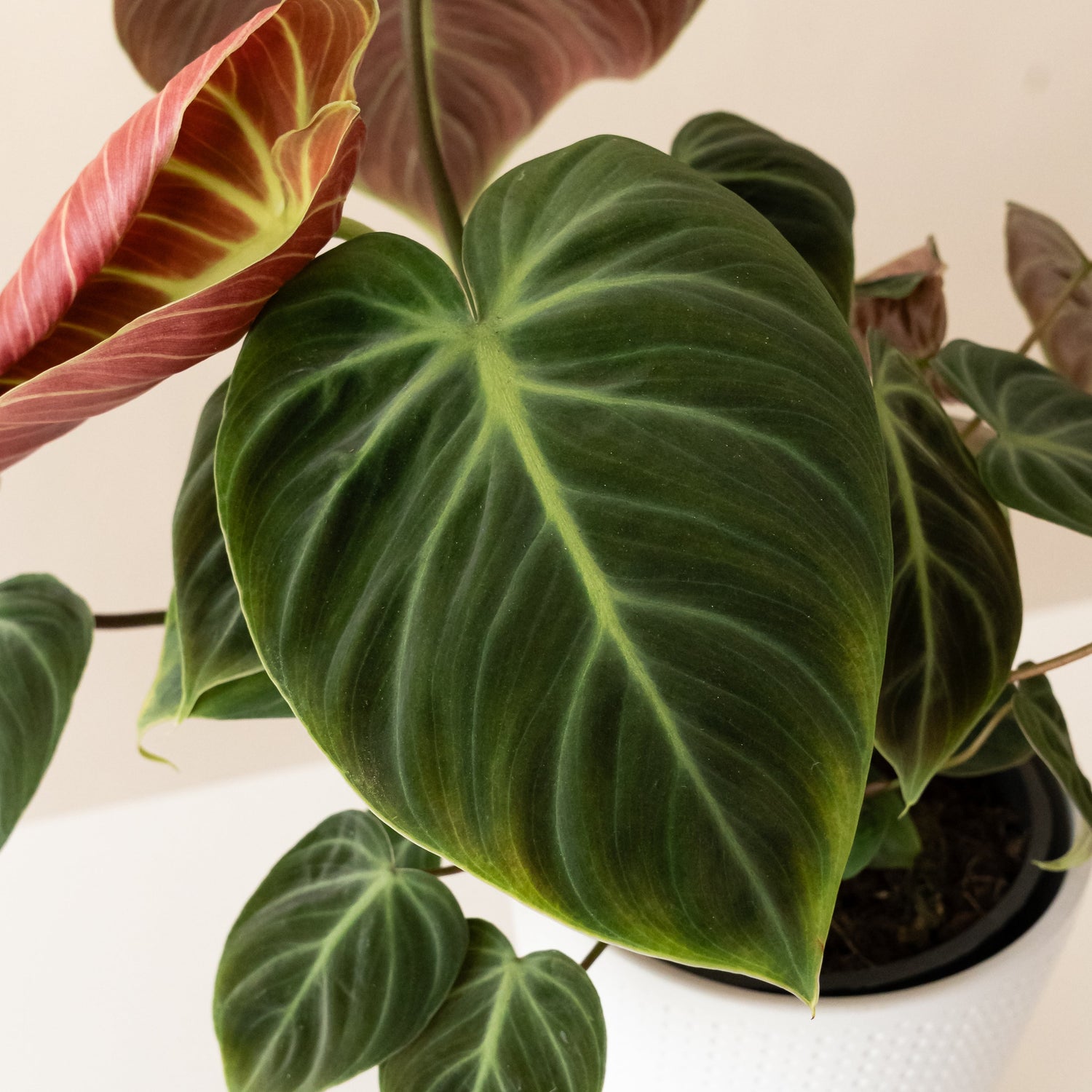 Prismacolor™ Toasted Toffee™