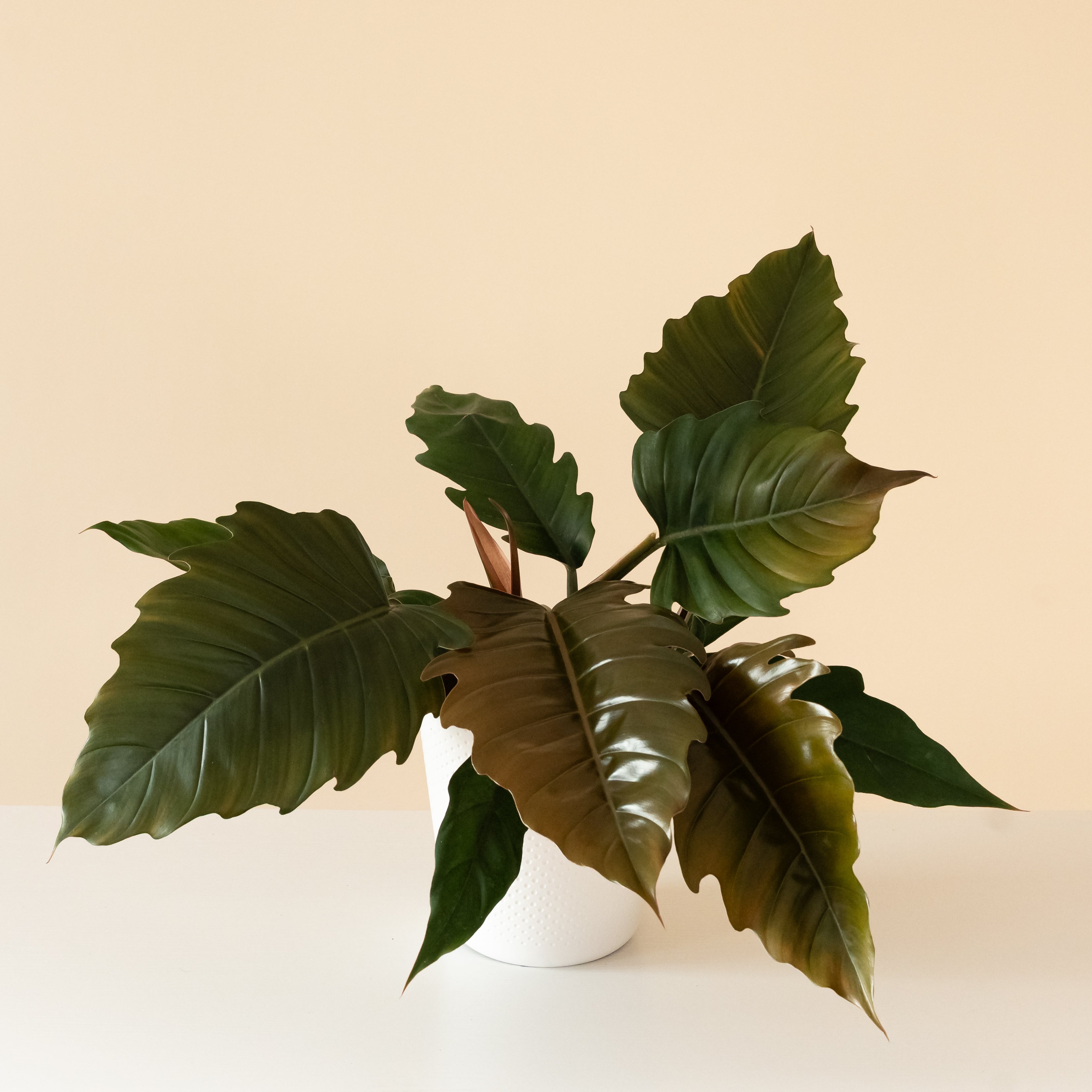 Dark Green Leaves – leafjoy®