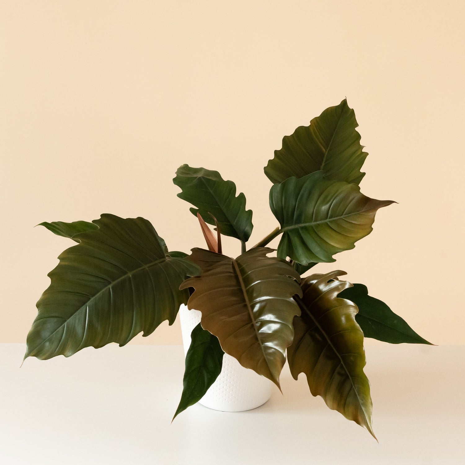 Prismacolor™ Zigzag™