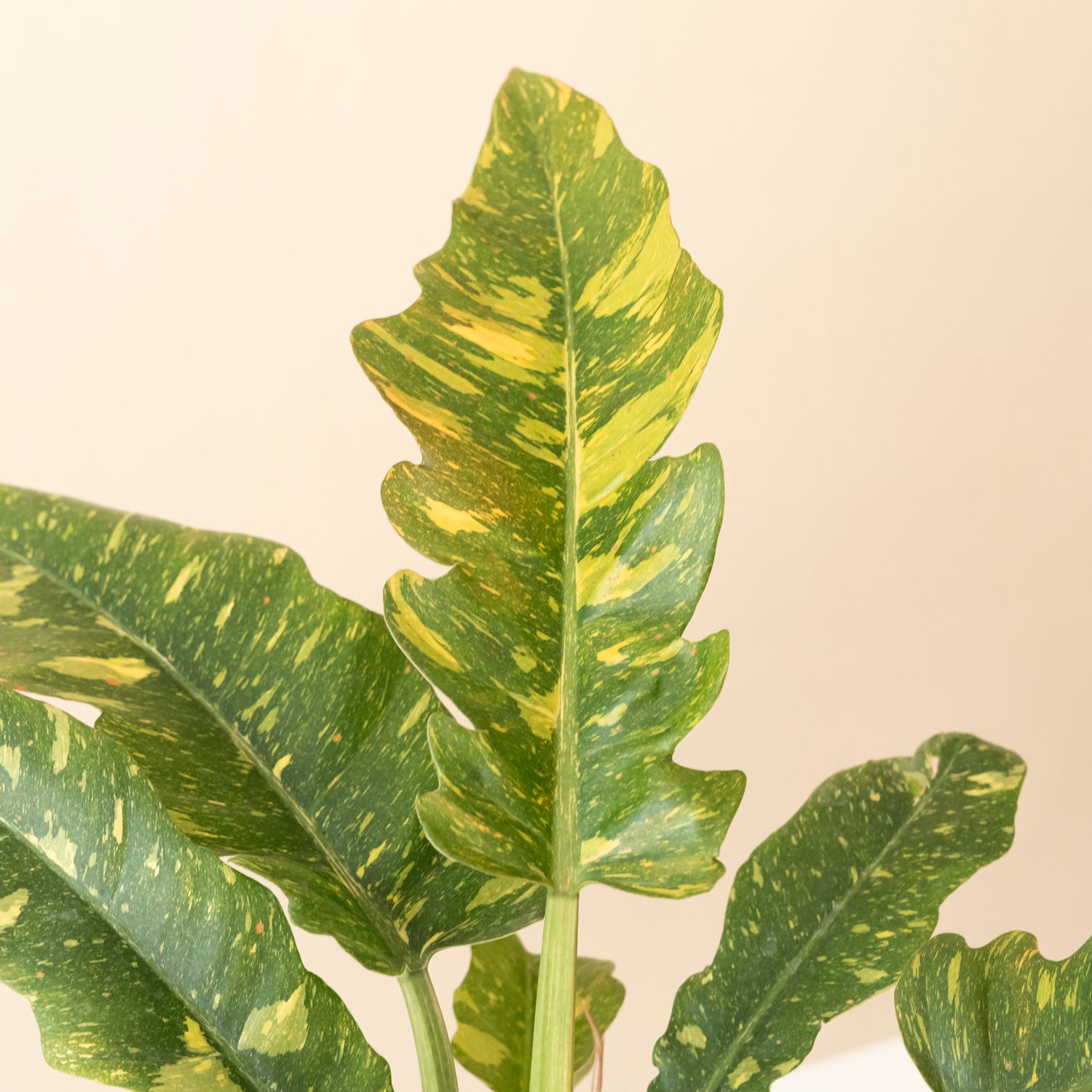 vibrant leafjoy® pothos plant in a textured ceramic pot