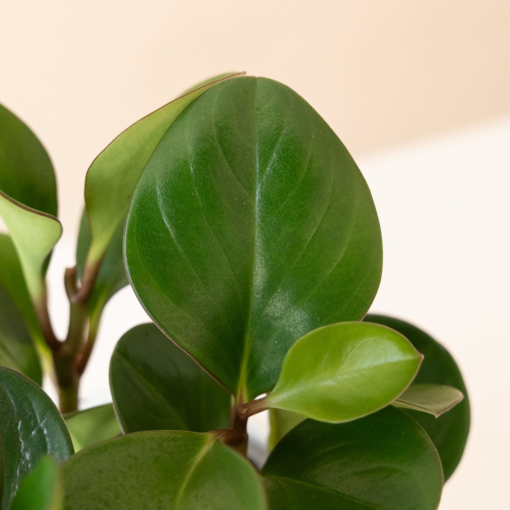leafjoy® potted fiddle leaf fig tree with lush green leaves