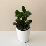 Savory Delights Spice is Nice seasoning blend in a glass jar with a green label