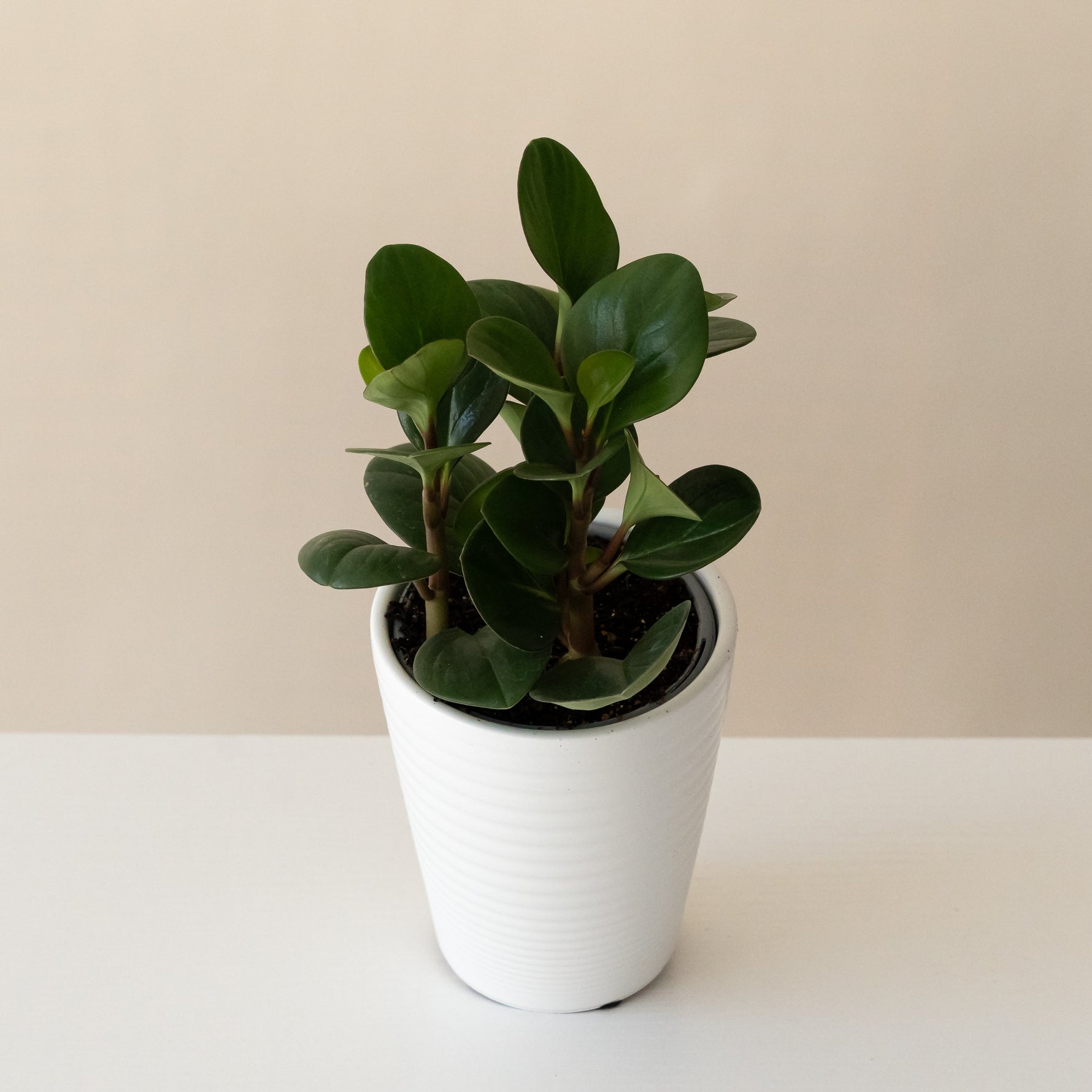 Savory Delights Spice is Nice seasoning blend in a glass jar with a green label