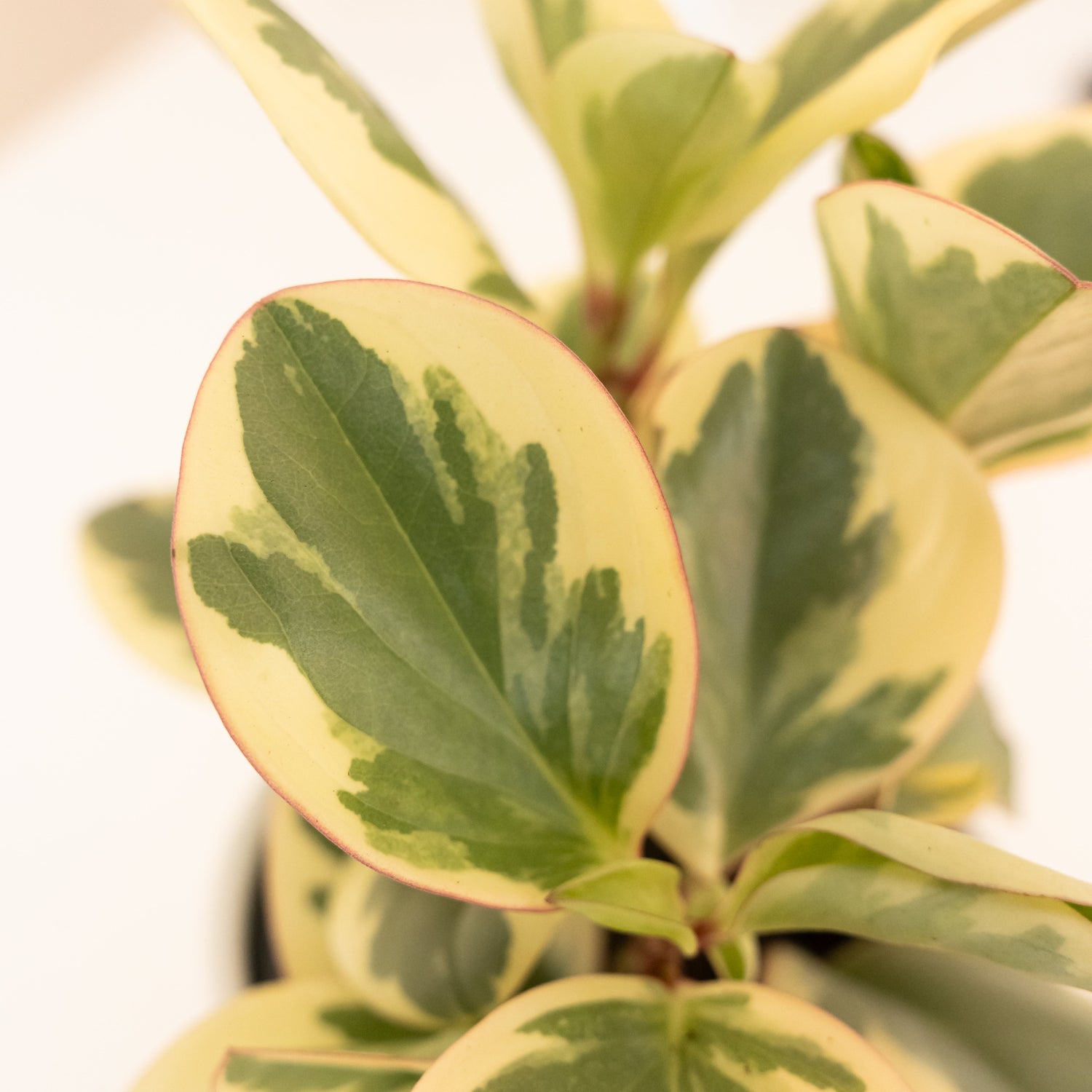 leafjoy® potted snake plant with vibrant green leaves on a wooden table