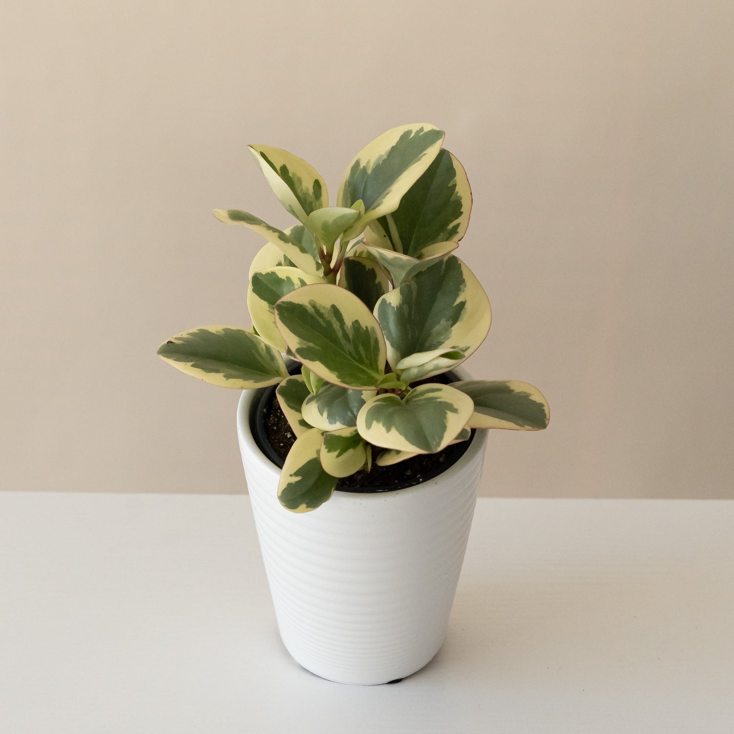 Savory Delights Sweet and Sour plant with vibrant green leaves