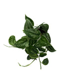 leafjoy Scindapsus Shimmering Falls Brushed Tides 9cm in a white ceramic, angled view