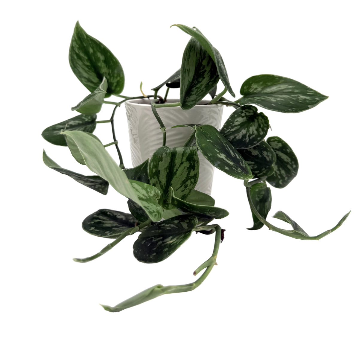 leafjoy Scindapsus Shimmering Falls Brushed Tides 9cm in a white ceramic, side view