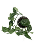 leafjoy Scindapsus Shimmering Falls Brushed Tides 9cm in a white ceramic, top view