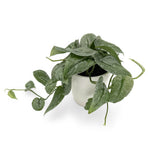 leafjoy Scindapsus Shimmering Falls Silver Splash 12cm in a white ceramic, angled view