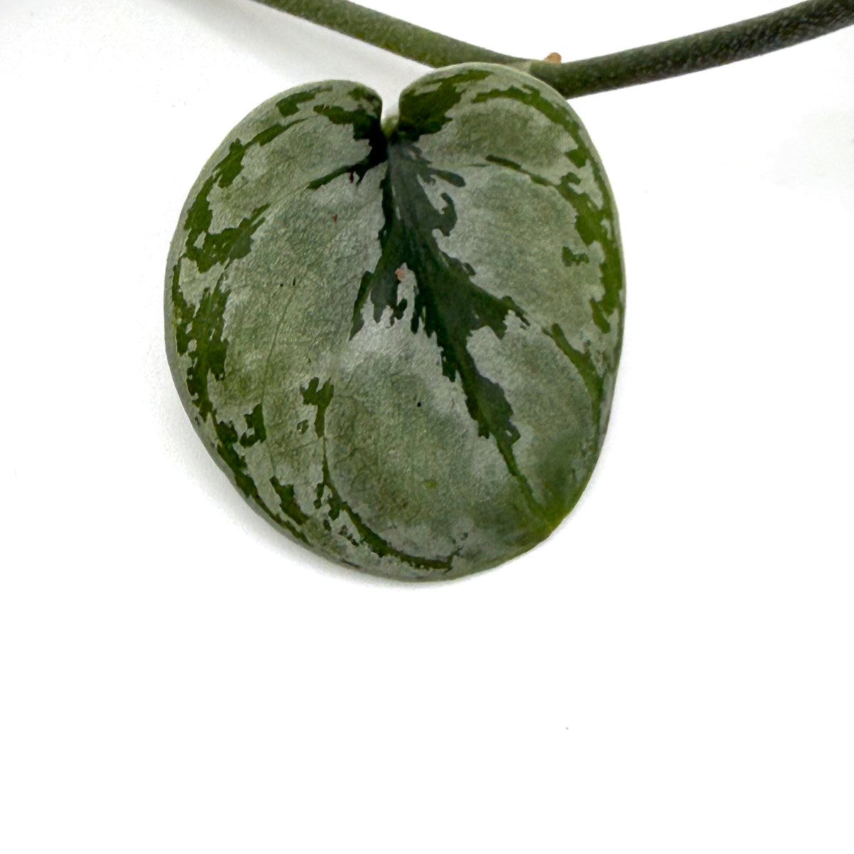 leafjoy Scindapsus Shimmering Falls Silver Splash 12cm in a white ceramic, close-up of the foliage