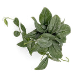 leafjoy Scindapsus Shimmering Falls Silver Splash 12cm in a white ceramic, top view