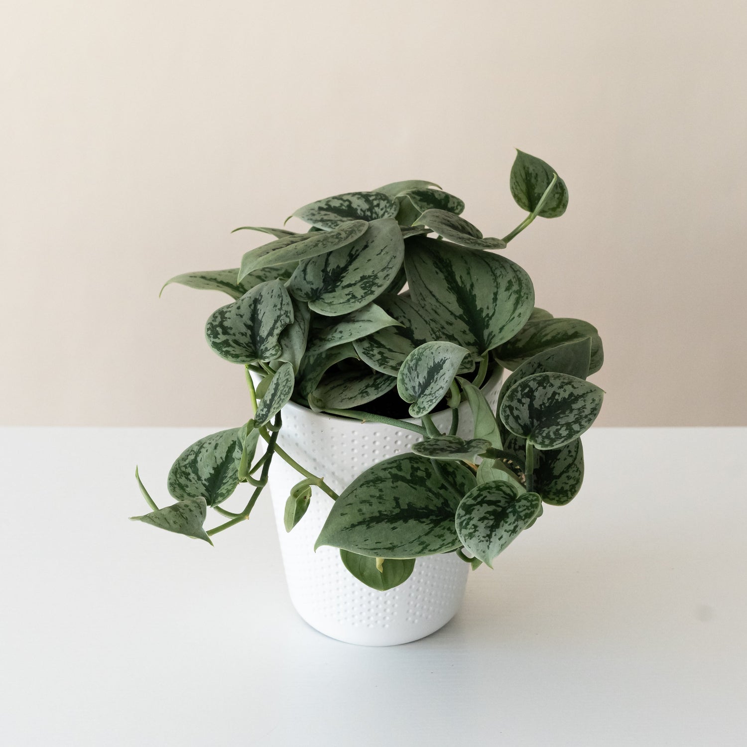 Shimmering Falls Green Anaconda plant with lush green foliage in a pot