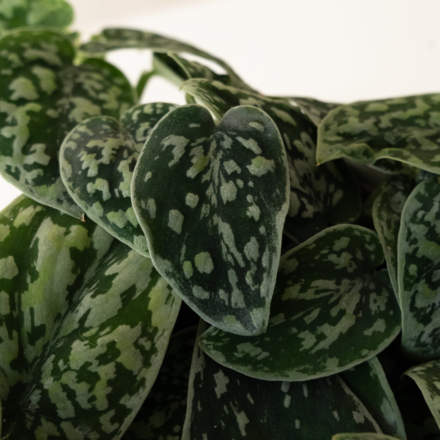 leafjoy® pothos plant in a decorative ceramic pot with green leaves