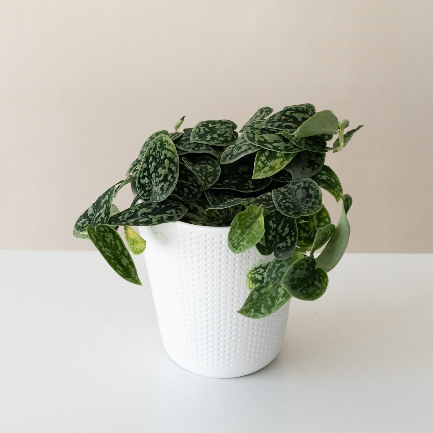 Tricolor Silver plant with vibrant green, white, and pink leaves in a pot