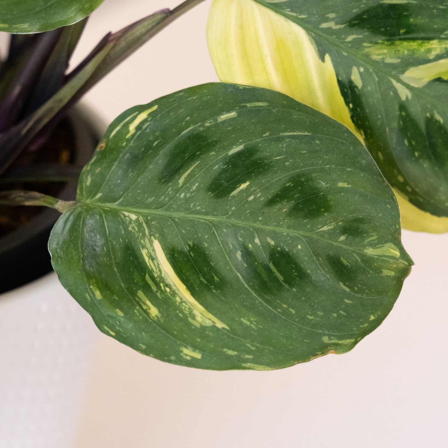 Siesta Say Grace™ plant in a decorative pot with lush green leaves