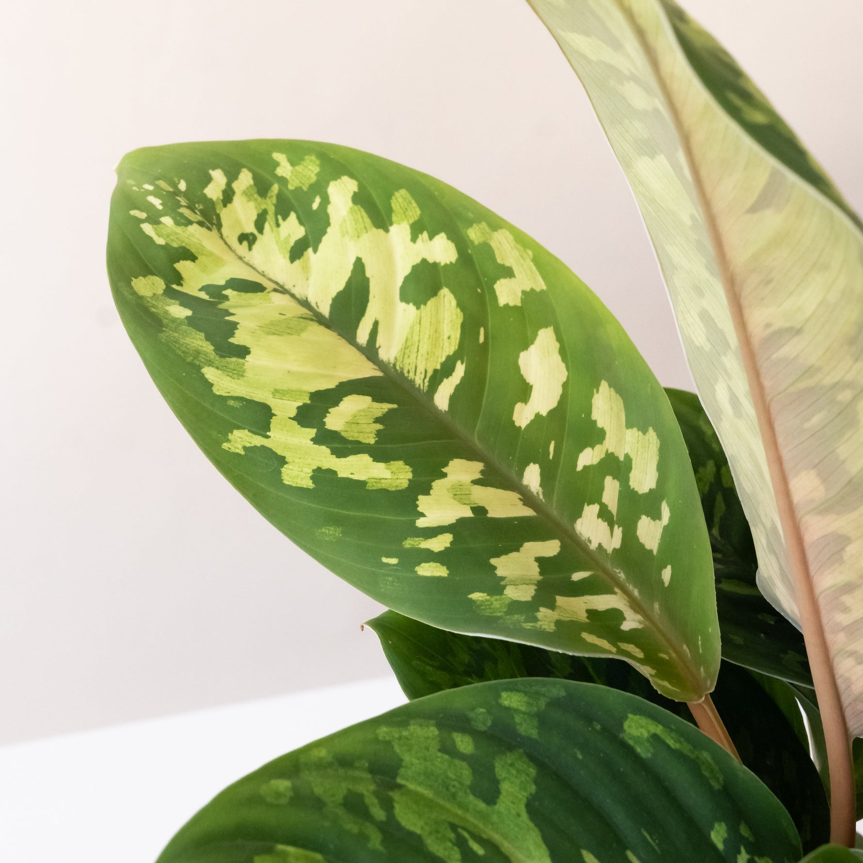 lush leaves pothos plant StyleLush™ Uplift™