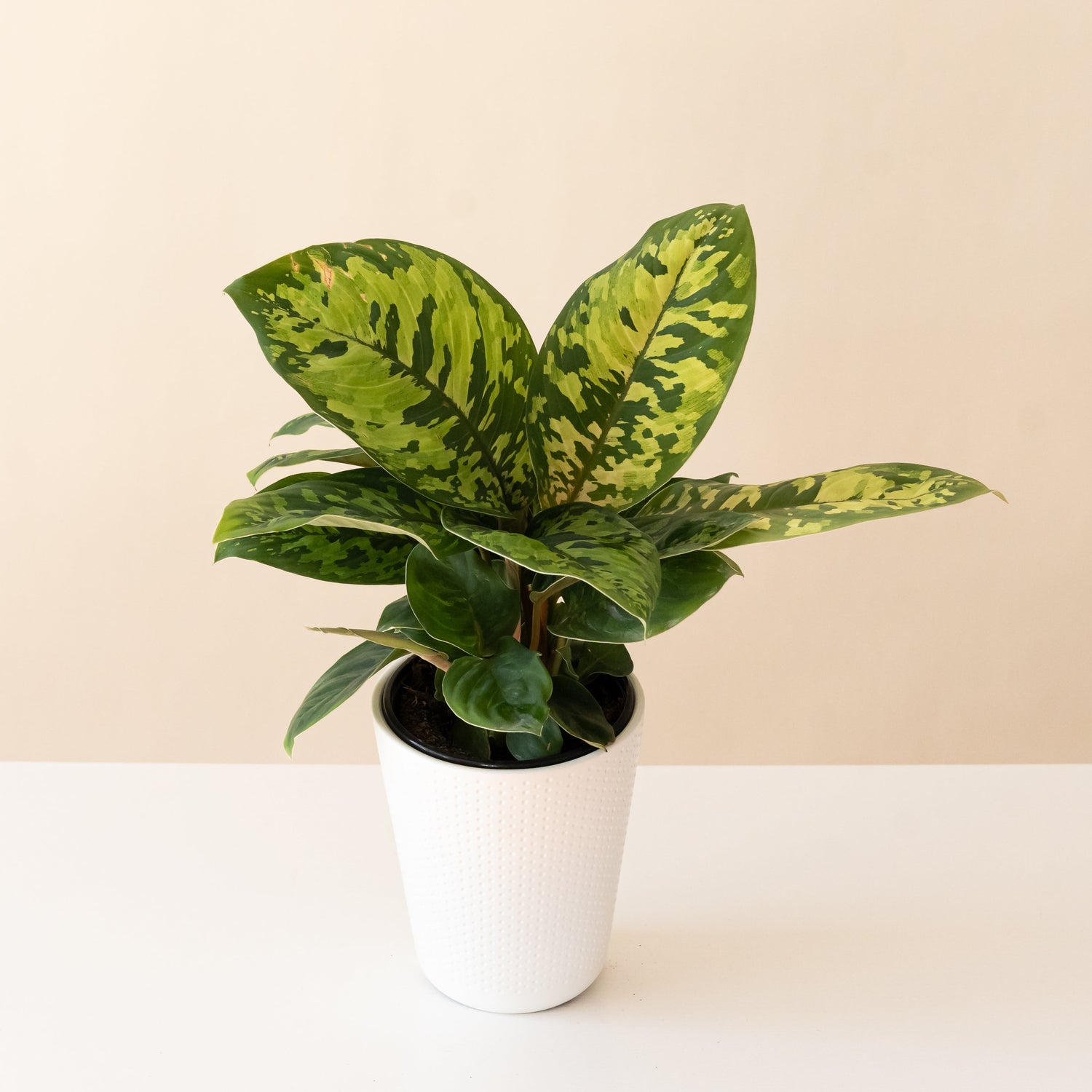 StyleLush™ Uplift™