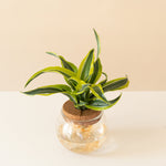 submerged relics bananacle plant in a decorative pot with green leaves